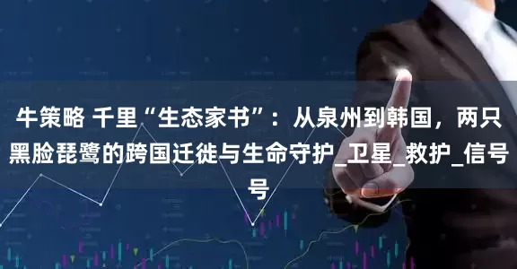 牛策略 千里“生态家书”：从泉州到韩国，两只黑脸琵鹭的跨国迁徙与生命守护_卫星_救护_信号